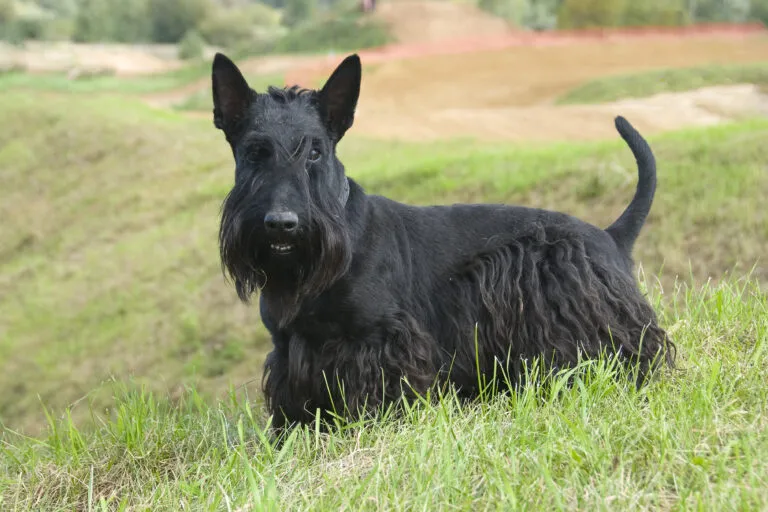 Scottish Terrier with black, wiry coat and upright tail standing alert
