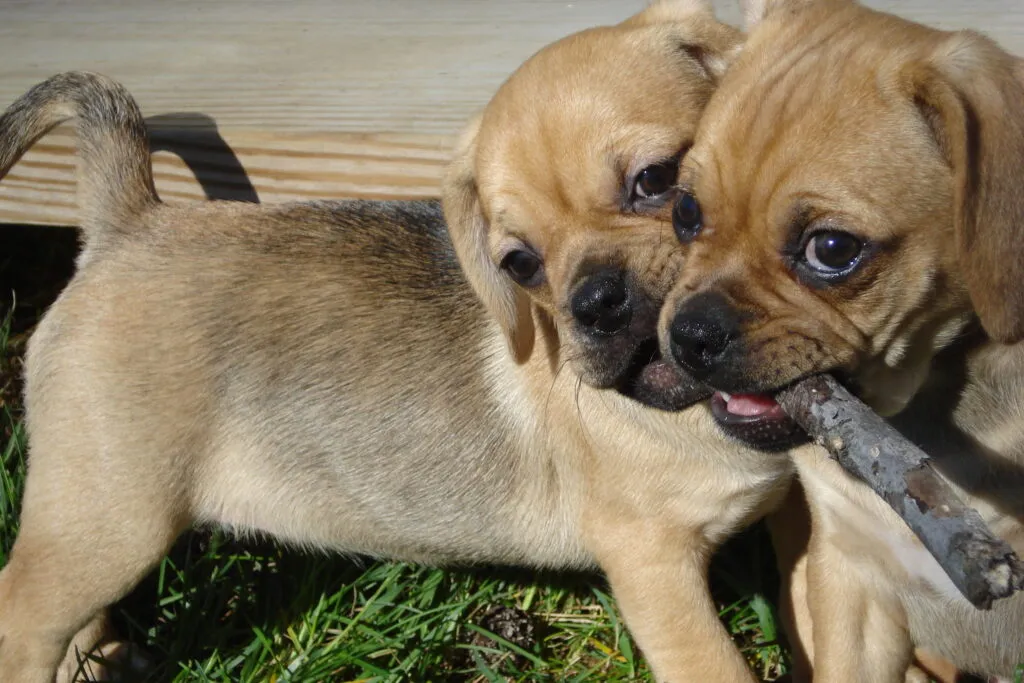 Puggle playing in a family garden, showing its suitability as a friendly and social companion dog