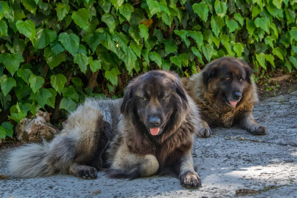 Two Serra da Estrela Mountain Dogs with thick, rustic coats lying down calmly outdoors, showing relaxed and low-maintenance nature