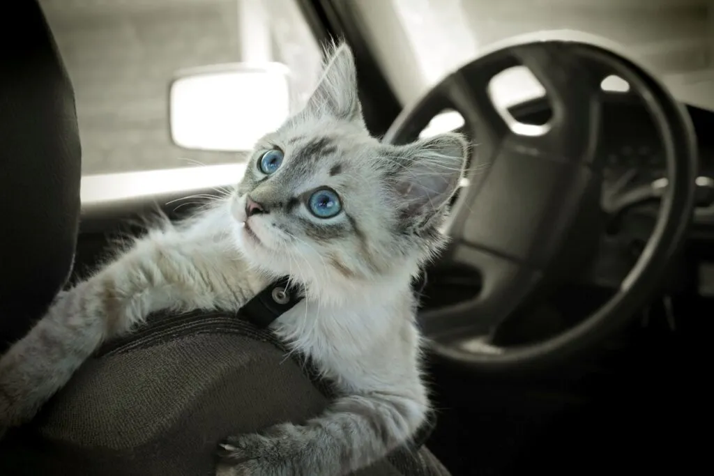 Cat Sitting on Driver’s Seat Without a Carrier