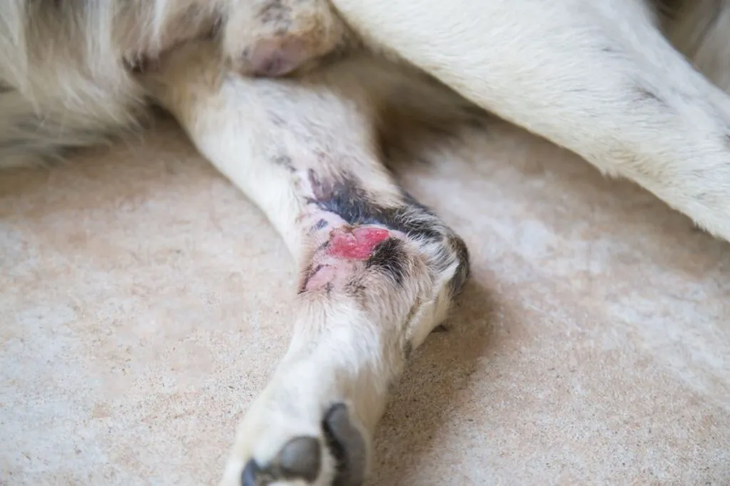 open wound on dog's leg