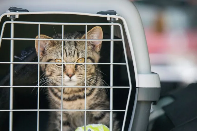 A cat sitting in a carrier on a car seat, showing how car travel can be stressful for cats.