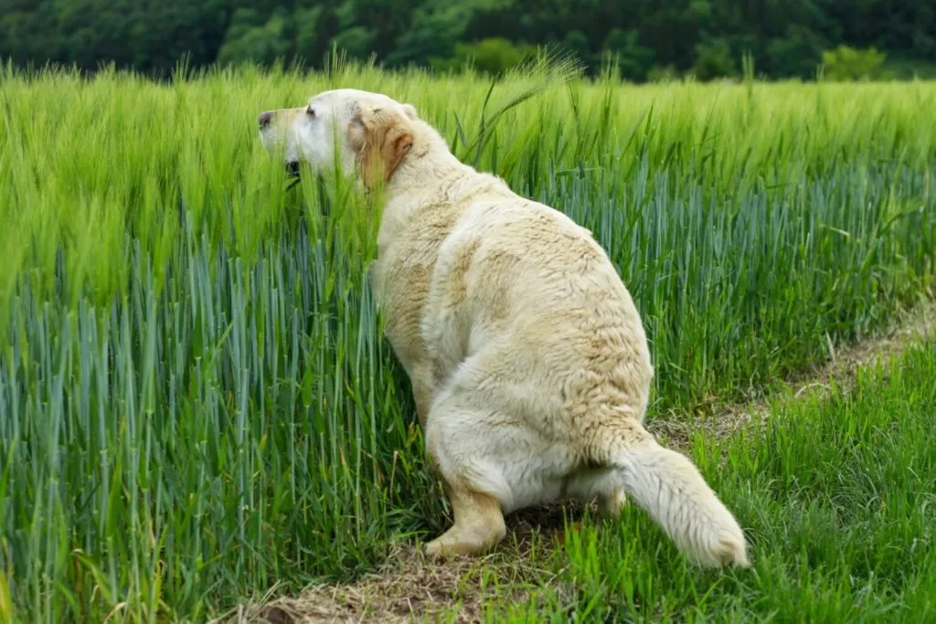 Dog straining unsuccessfully to pass stool, showing signs of constipation