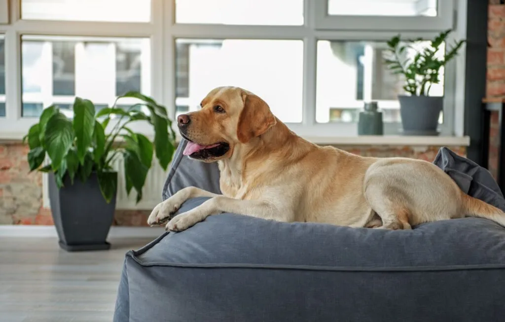 Dog resting on an orthopaedic bed for spinal support