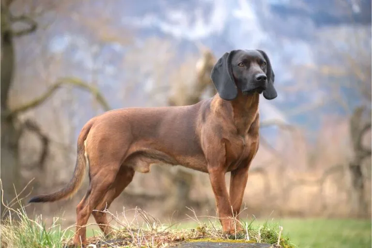 Bavarian Mountain Scent Hound standing alert in a forest, ready to assist its handler during a hunt
