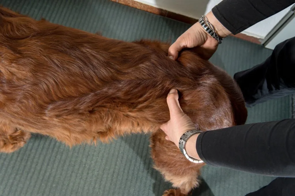 Dog Receiving Physiotherapy for Muscle Recovery