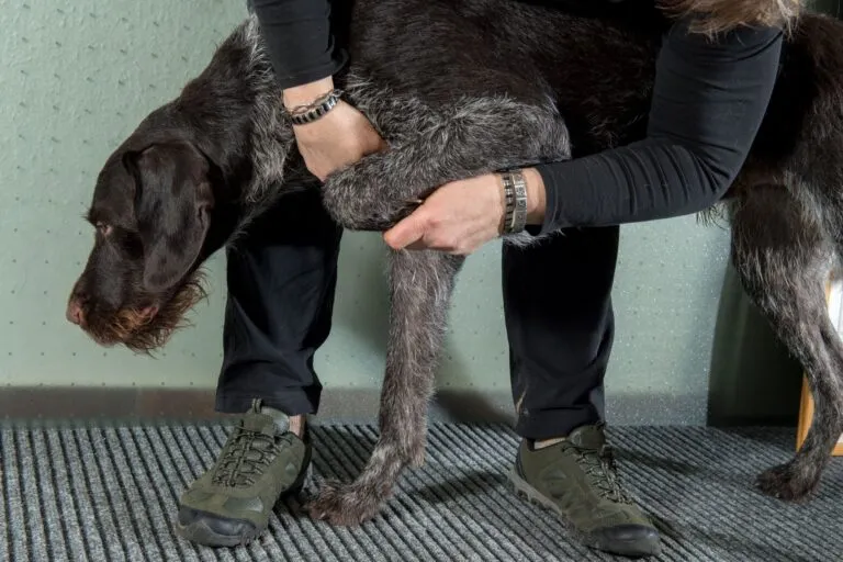 Arthritis in Dogs