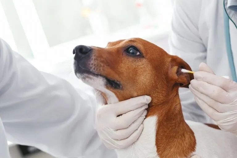 Veterinarian taking an ear swab from a dog to check for ear mites