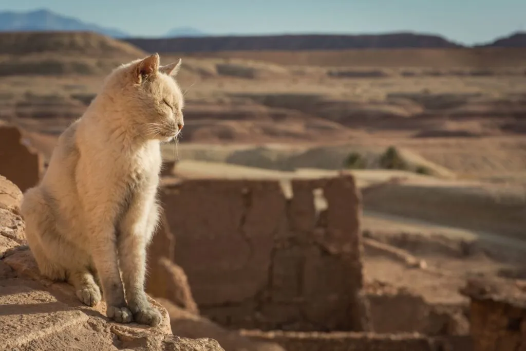 Cat resting, adapted to life in dry environments