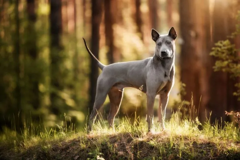 Thai ridgeback dog breed