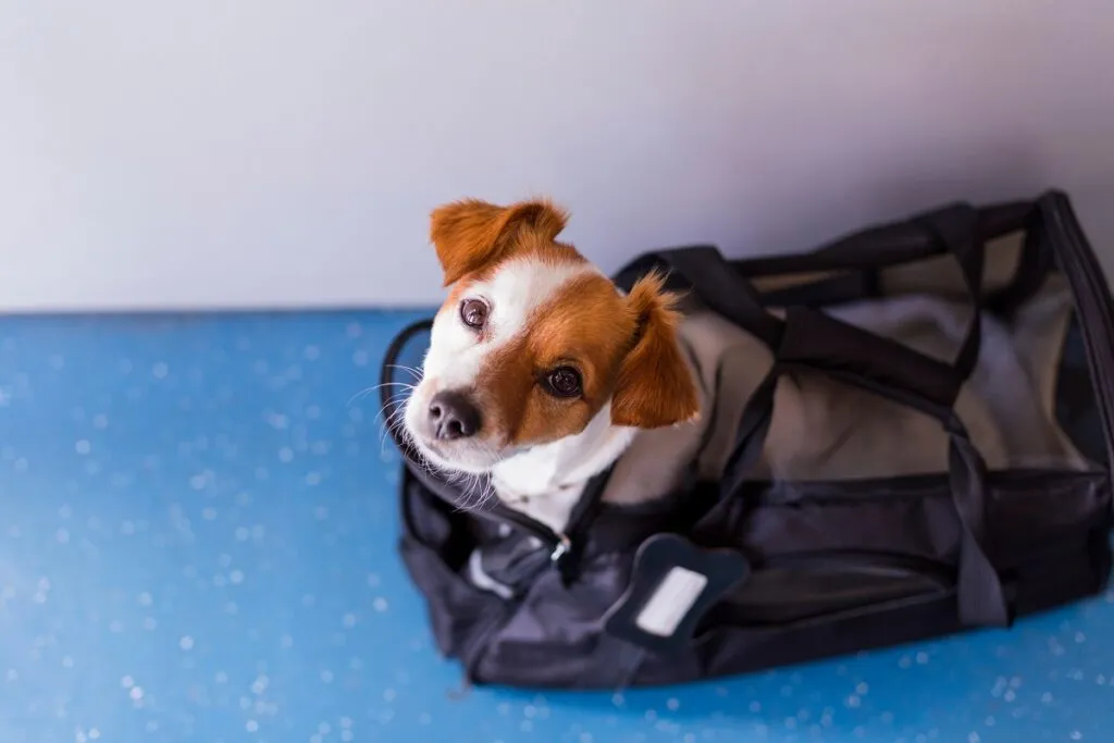 Small dog in a travel carrier placed under an airplane seat, allowed in the cabin as hand luggage