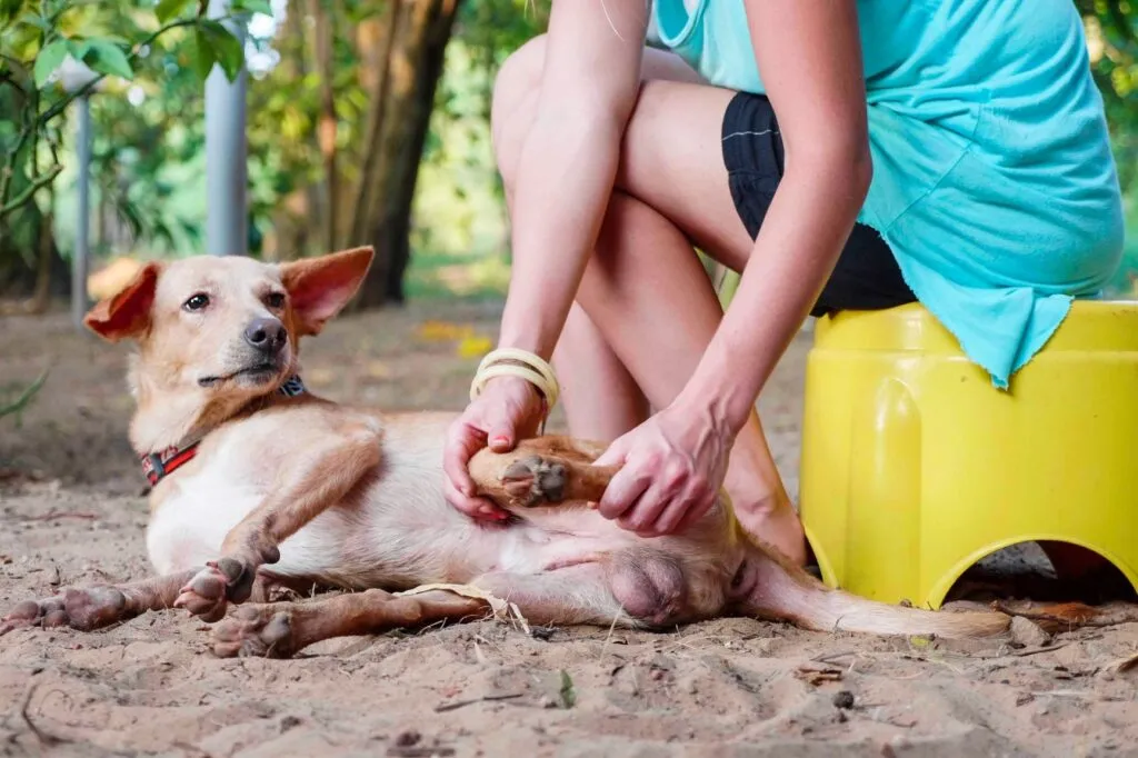 Checking a Dog’s Leg for Lameness
