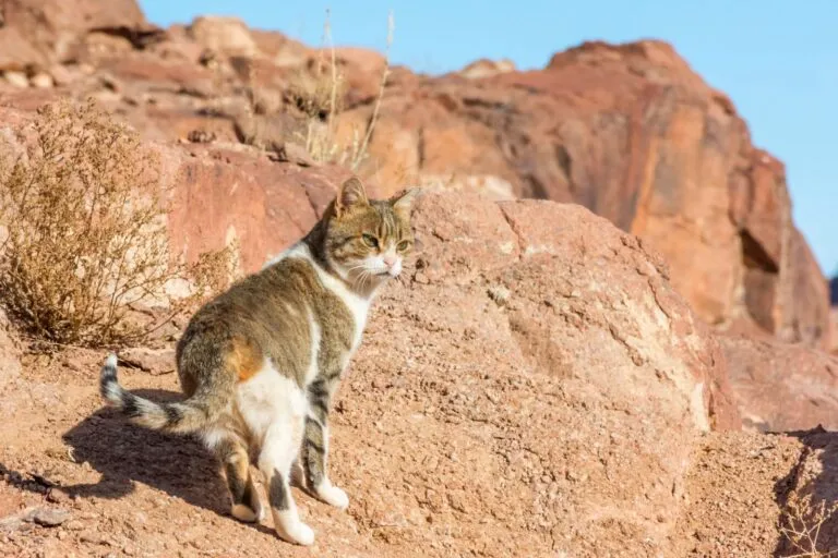 Domestic cat with origins traced back to the Middle East