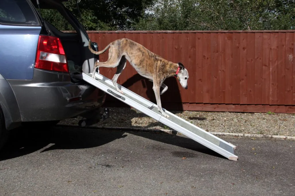 Dog with arthritis uses a dog ramp for the car.