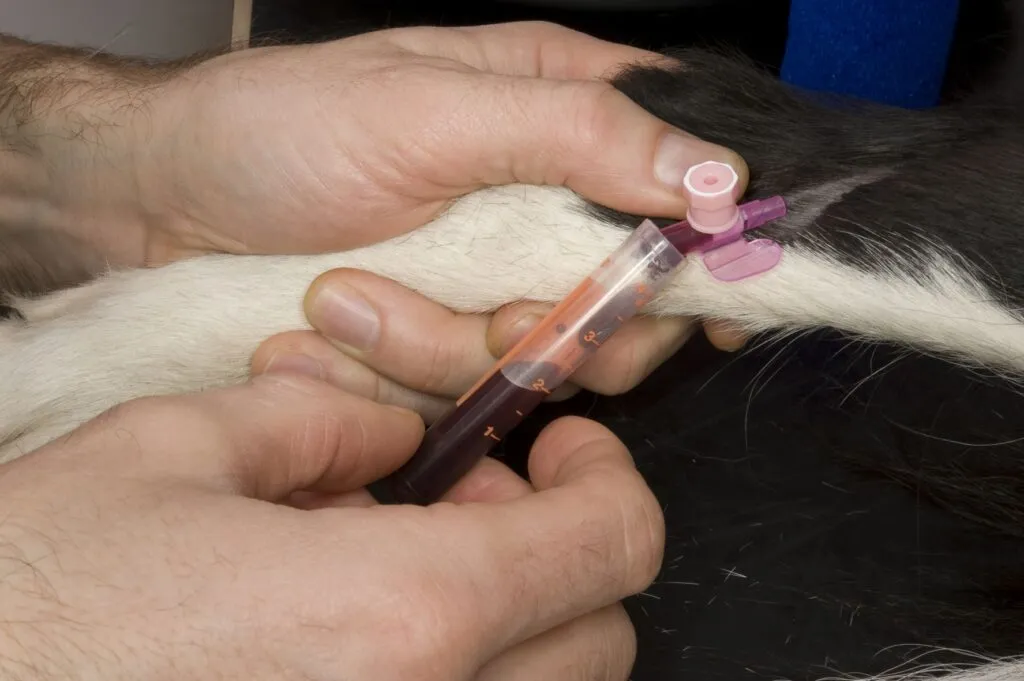 Veterinarian taking a blood sample from a dog as part of ongoing Addison’s disease treatment