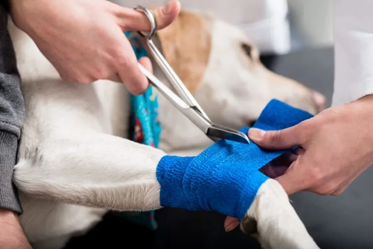 Changing the Bandage on a Limping Dog