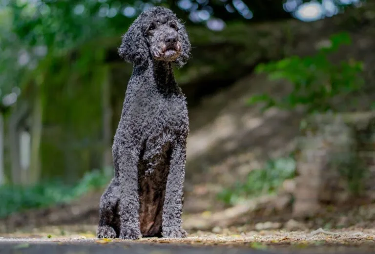 Originally, Standard Poodles were hunting dogs. Nowadays, they are more commonly kept as companion or assistance dogs