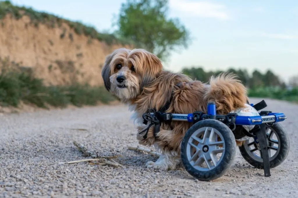 Dog using a wheelchair due to paralysis caused by an untreated slipped disc