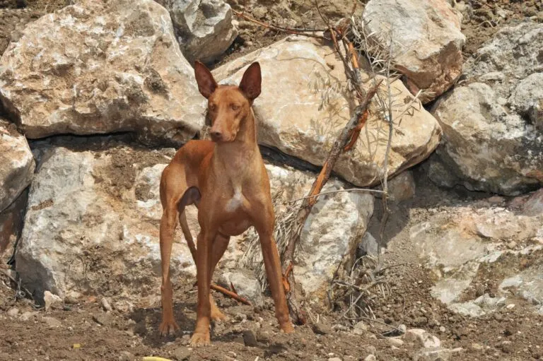Podenco Canario dog breed