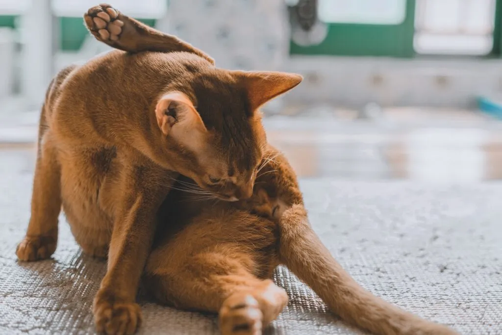 Cat excessively licking genital area, a possible symptom of bladder stones