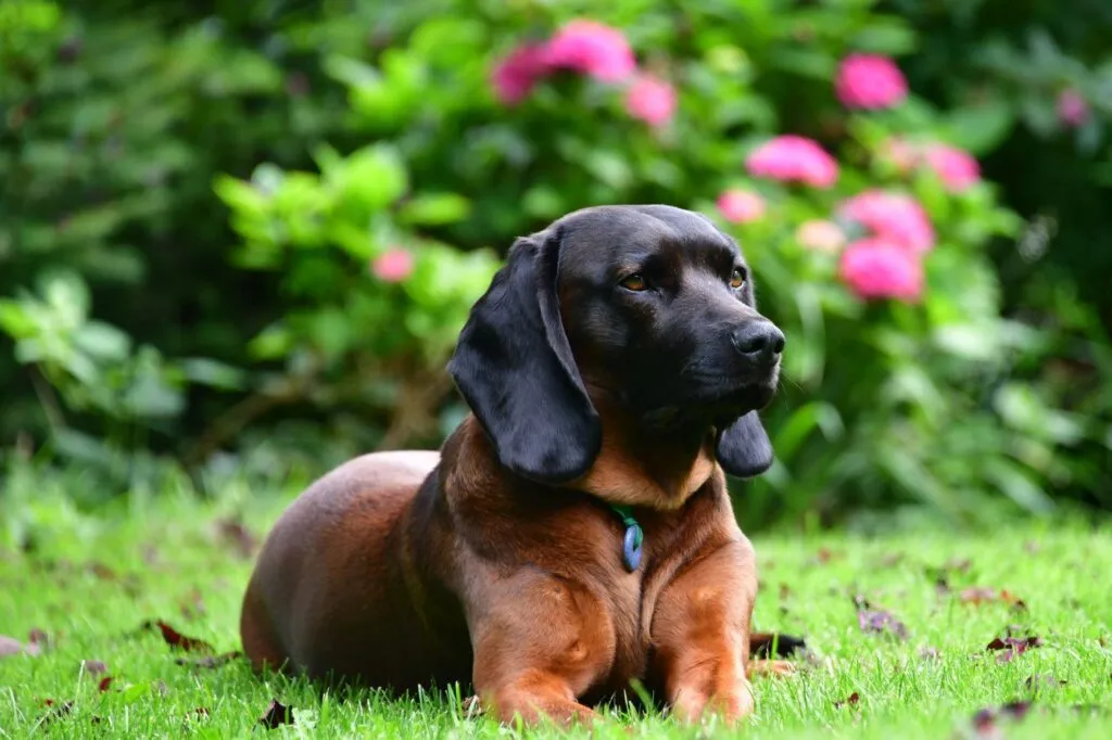 Bavarian Mountain Hound with a rich brown coat and distinctive dark facial mask, standing outdoors