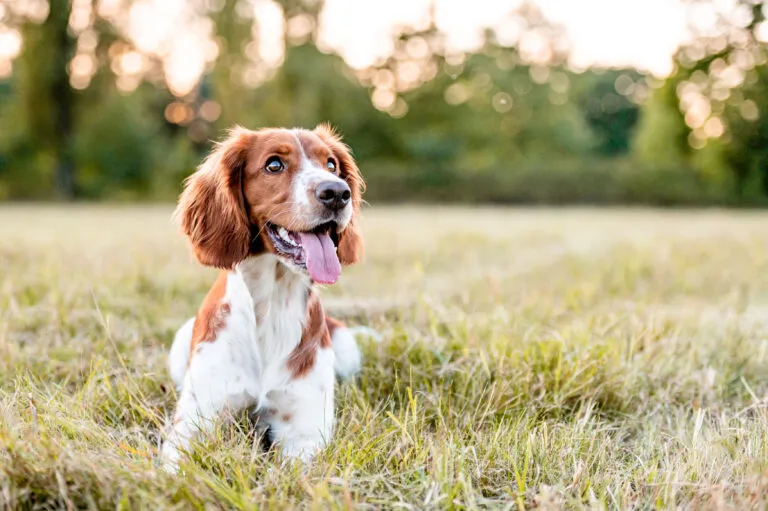 Welsh Springer Spaniel enjoying outdoor exercise, a key factor for becoming a happy and well-balanced family dog