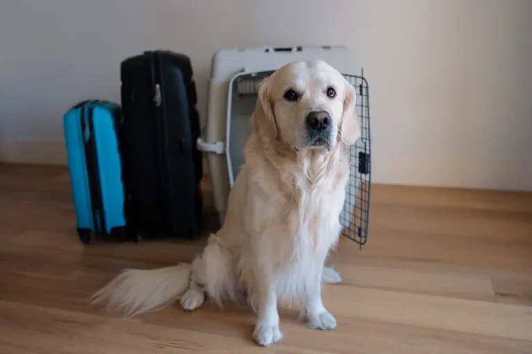 Dog sitting in a travel carrier at the airport, prepared for a flight to reduce stress