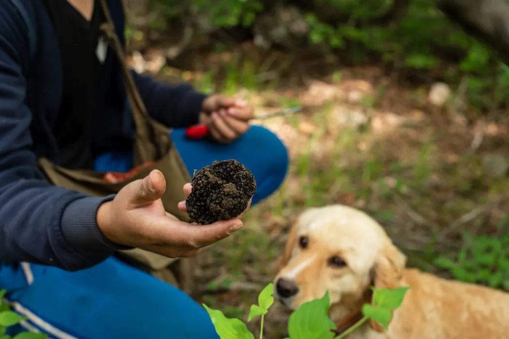 Dog and owner enjoying truffle hunting together in the forest
