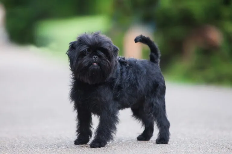 A loyal and courageous Affenpinscher standing alert outdoors