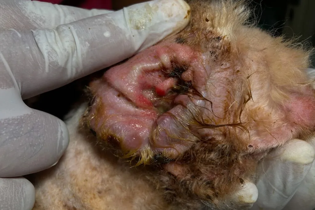 Close-up of a dog with an ear infection caused by mites