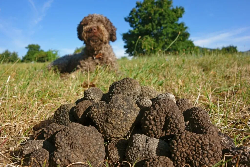 Dog undergoing diligent training to successfully hunt truffles