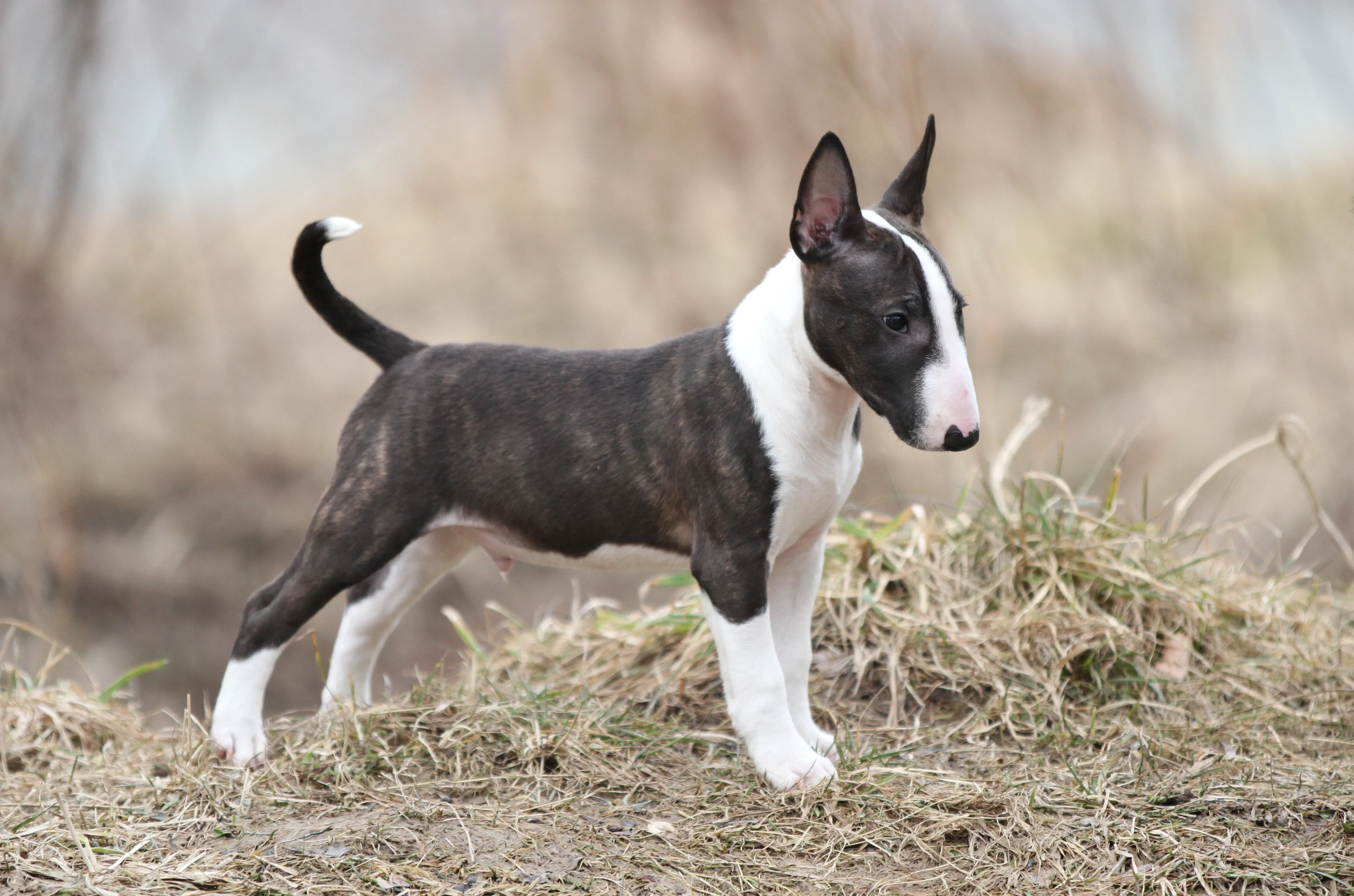 Close-up of a Miniature Bull Terrier showing its compact build and smooth coat in a striking colour variation