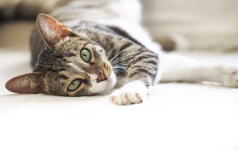 Cat being comforted by its owner during illness, highlighting chlamydia symptoms and care