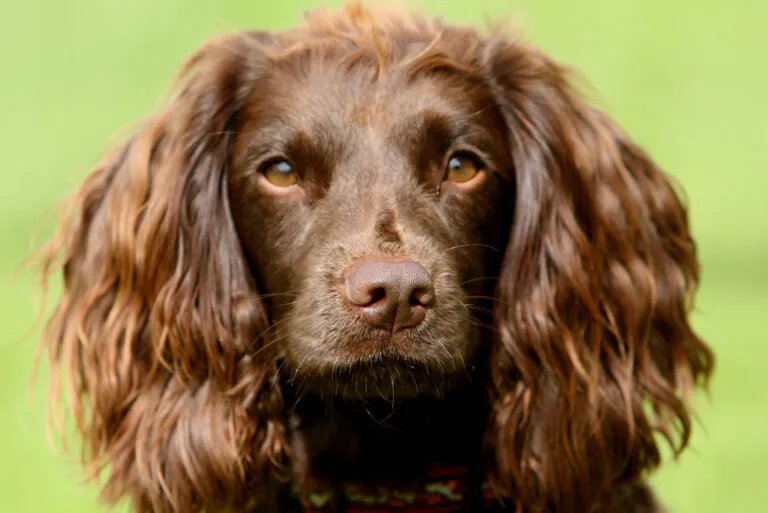 Field Spaniel