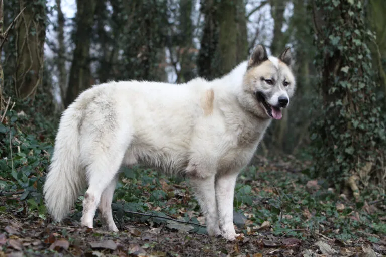 Greenland Dog with strong build, erect triangular ears, curled tail, and thick double coat suitable for sled pulling.