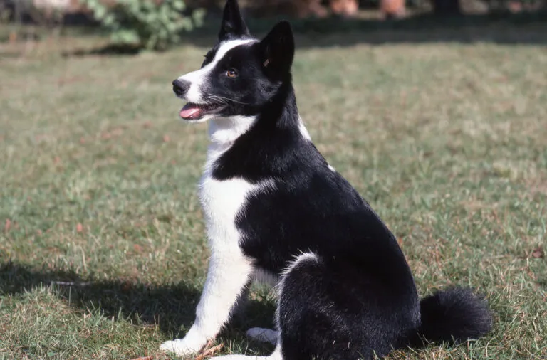 Karelian Bear Dog alert, showing its independent and confident nature