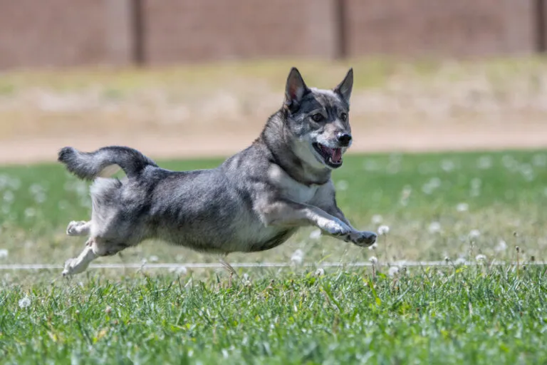 Swedish Vallhund with short legs, erect ears, and bushy tail standing on grass