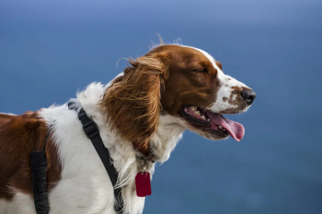 Welsh Springer Spaniel enjoying outdoor activity to burn off energy