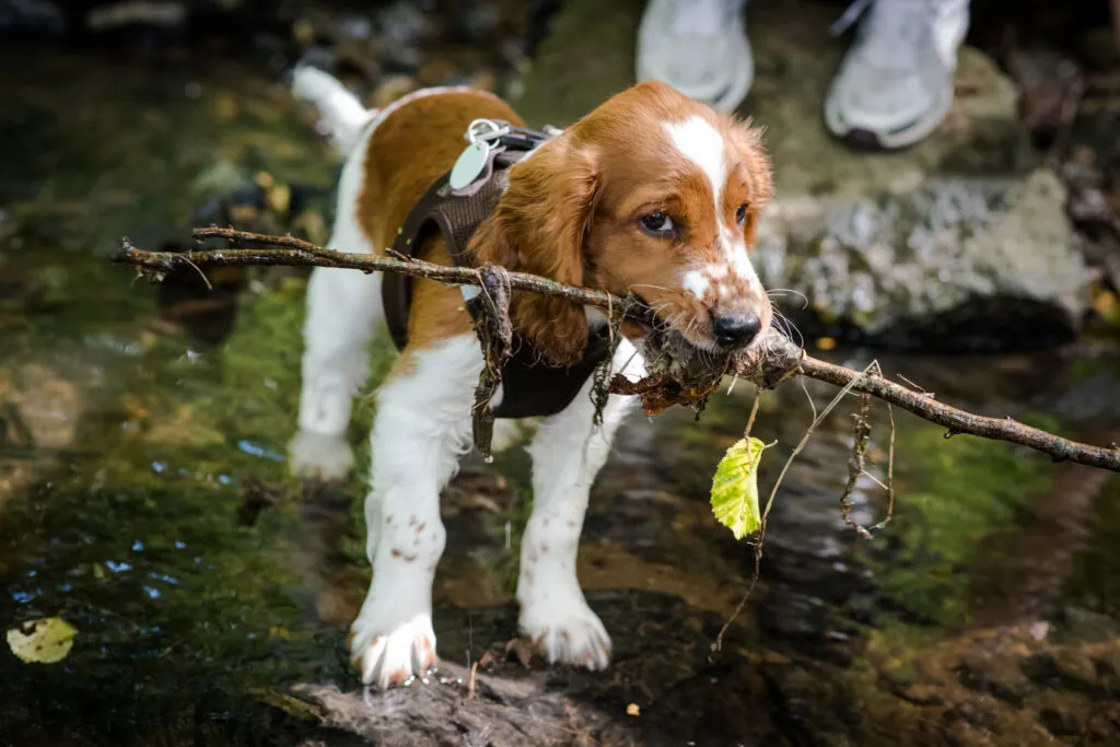 Close-up of a Welsh Springer Spaniel with gentle, almond-shaped eyes and an irresistible gaze