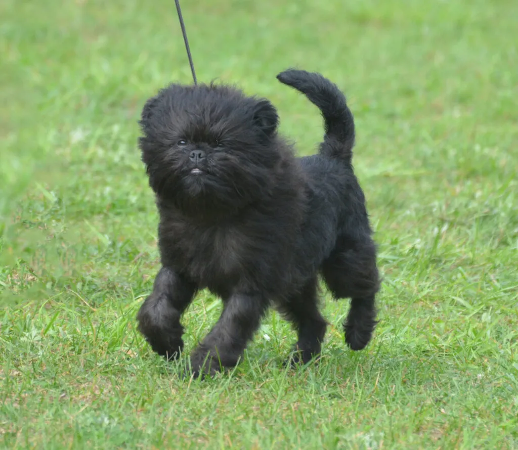 An adorable black Affenpinscher puppy with fluffy fur