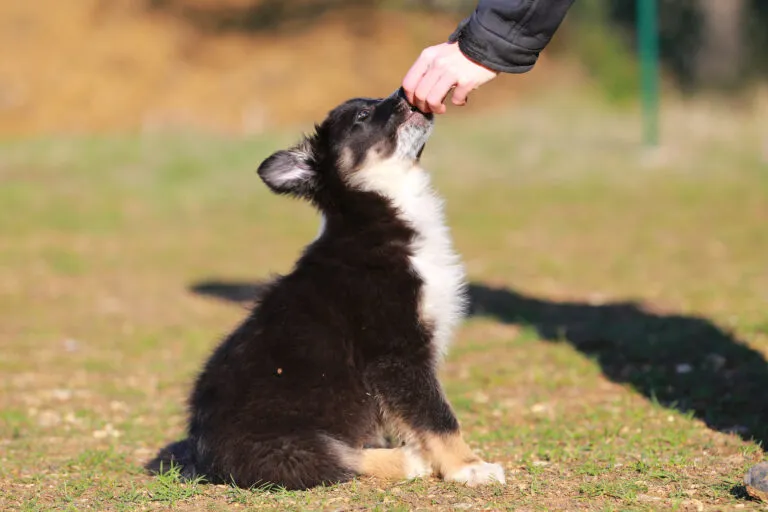 Puppy school session should be supervised by their owners and a trainer.