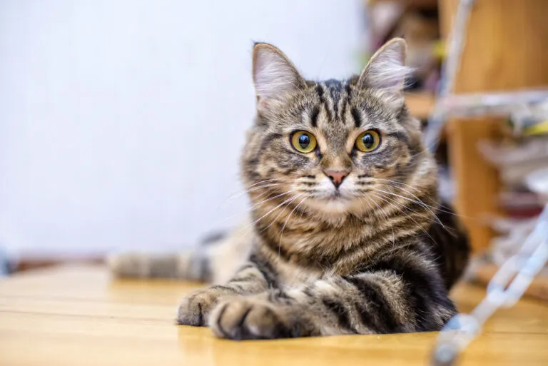 Giardiasis in Cats