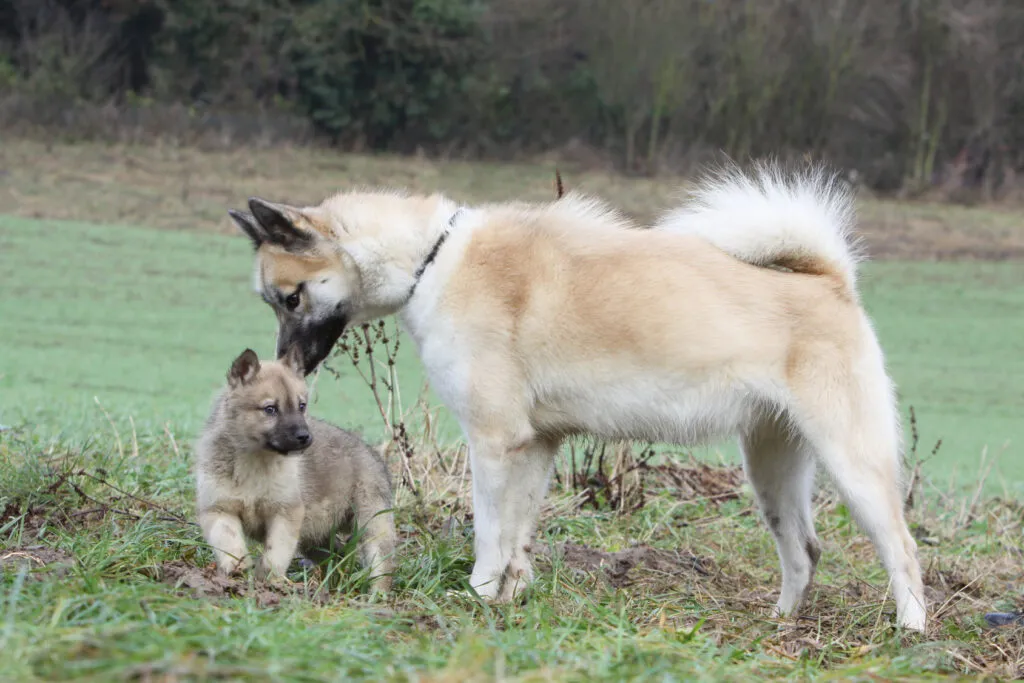 Greenland Dogs together outdoors in a spacious garden with shelter, suited for experienced owners who can meet their high activity and pack needs.