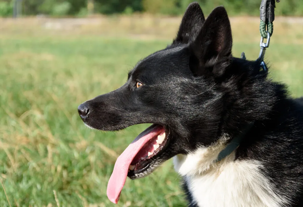 Close-up side profile of a focused Karelian Bear Dog with a calm yet alert expression
