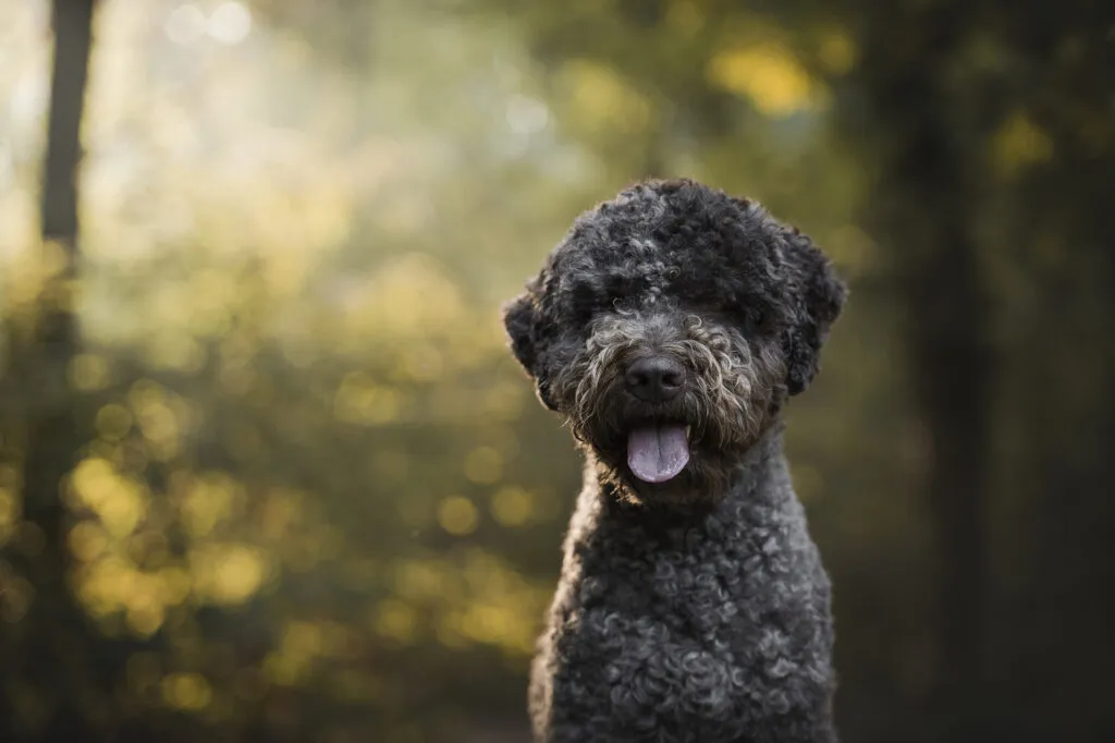 Lagotto Romagnolo, the most popular truffle dog, searching the ground for hidden truffles