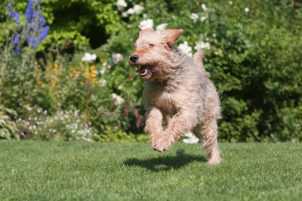 Otterhound during outdoor training session, standing alert with a focused expression