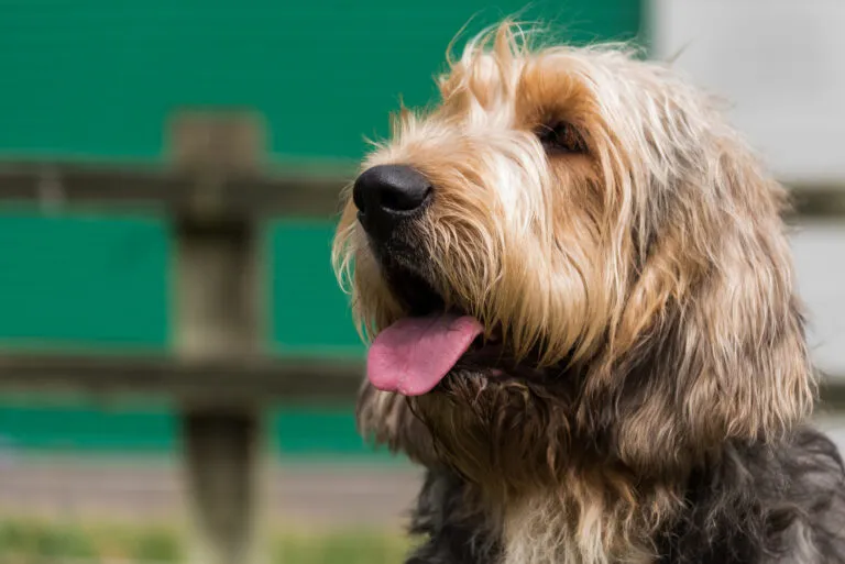 Otterhound with rough, medium-length fur, showing its large paws and floppy ears