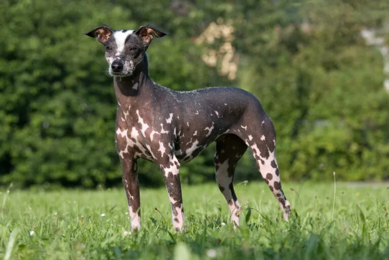 Peruvian Hairless Dog standing outdoors, showing its smooth skin, erect ears, and slender, greyhound-like build