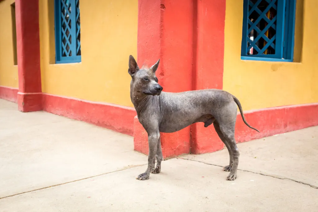 Peruvian Hairless Dog relaxing, showing its affectionate and watchful nature