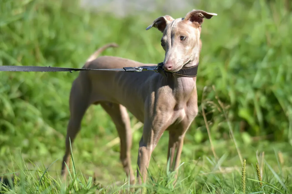 Peruvian Hairless Dog should wear a coat outdoors to protect against cold weather